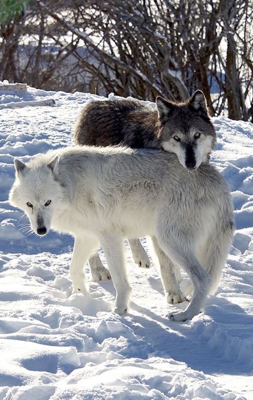 Two wolves in a snowy landscape, one white and one gray, interacting closely amidst a winter setting.