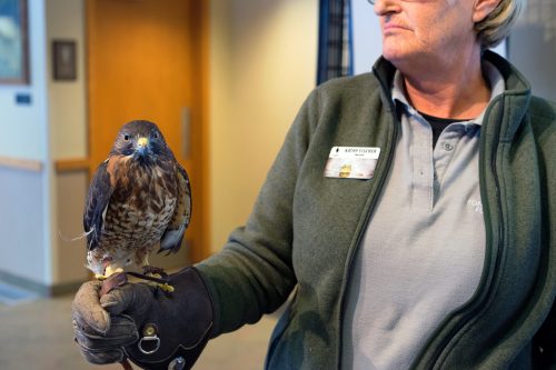 A person in a green jacket holds a hawk on their gloved hand, standing indoors with a blurred background.