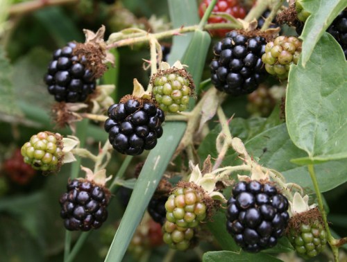 A cluster of blackberries in various stages of ripeness, surrounded by green leaves and stems.