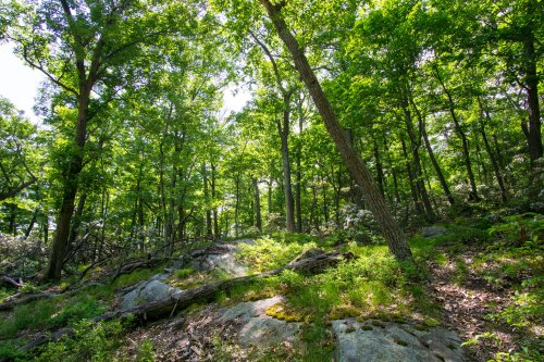 Lush green forest with tall trees, rocky ground, and dappled sunlight filtering through the leaves.