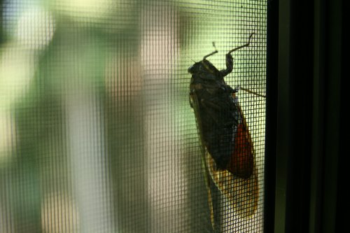 A close-up of a cicada resting on a mesh screen, with blurred greenery in the background.