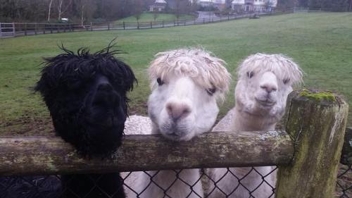 Three alpacas with fluffy coats peering over a wooden fence in a grassy field.