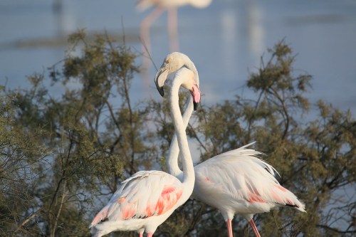 Two flamingos with intertwined necks stand among greenery by a serene water body.