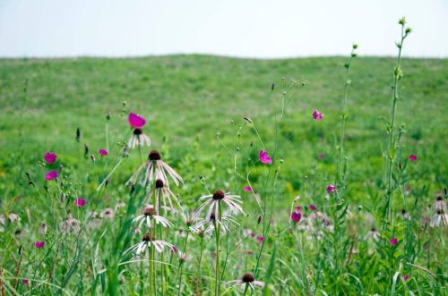 A vibrant field of wildflowers, featuring pink blooms and tall grasses, under a clear sky.