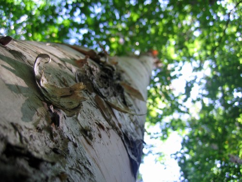 A close-up view of a tall tree trunk, looking up through green leaves and sunlight filtering through the canopy.