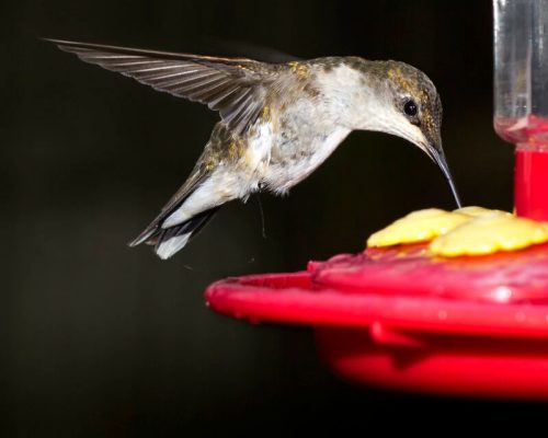 A hummingbird hovers near a red feeder, poised to sip nectar from a yellow flower.