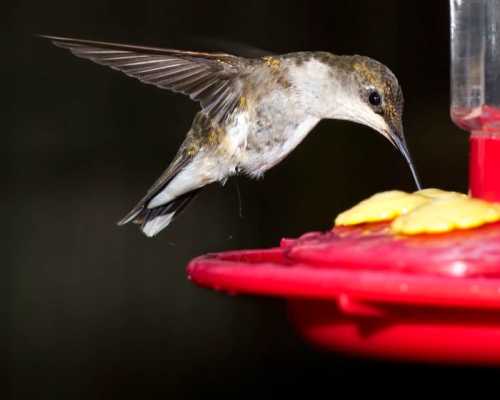 A hummingbird hovering near a red feeder, sipping nectar with its long beak.