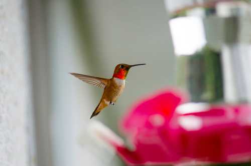 A hummingbird with a vibrant red throat hovers near a pink feeder, wings in motion.