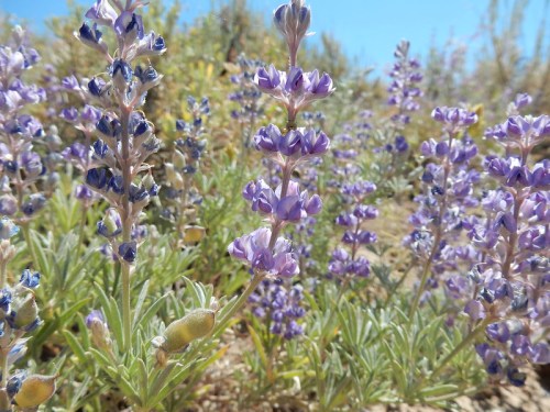A close-up of purple wildflowers in a sunny, natural setting with green foliage in the background.