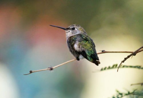 A small hummingbird perched on a thin branch, with a blurred colorful background.