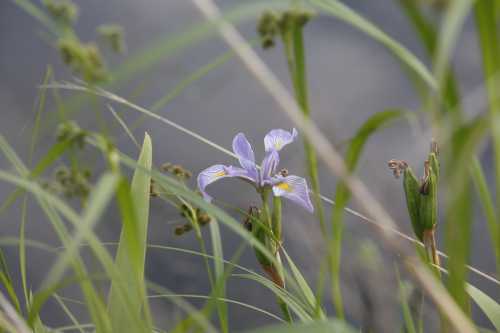 A delicate purple iris flower surrounded by green grass and soft water in the background.