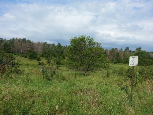 A grassy field with a tree and a sign for a hiking trail under a cloudy sky.