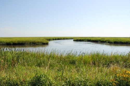 A serene wetland scene with a winding waterway surrounded by tall grasses under a clear blue sky.