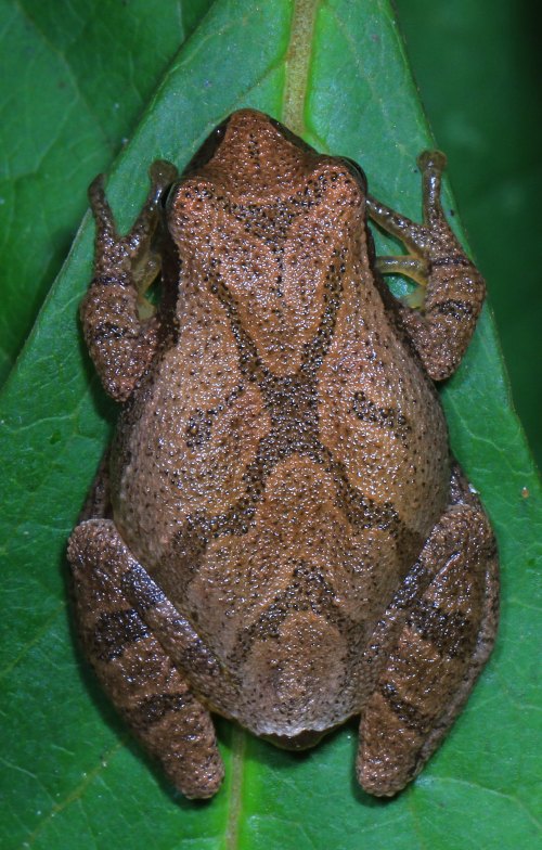A brown frog resting on a green leaf, blending in with its surroundings.