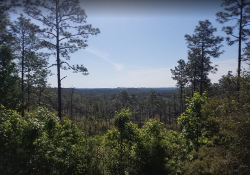 A scenic view of a forested landscape with tall trees and a clear blue sky in the background.