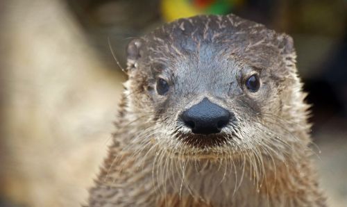 Close-up of a wet otter with a curious expression, showcasing its whiskers and shiny fur.
