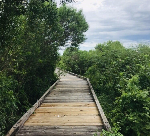 A wooden boardwalk winding through lush green vegetation under a cloudy sky.