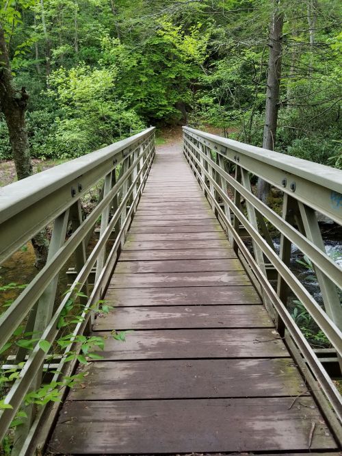 A wooden bridge spans a small stream, surrounded by lush green trees and foliage.