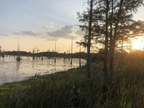 A serene sunset over a swamp, with cypress trees reflected in the water and tall grasses in the foreground.