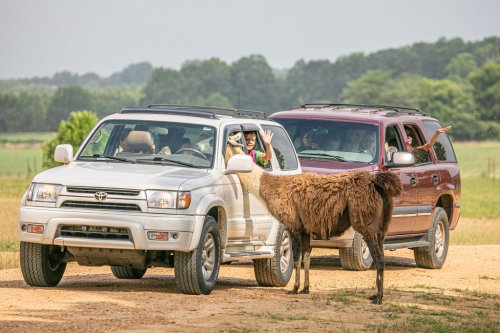 A llama approaches a car with a person waving from the window, while another vehicle is parked nearby in a rural setting.