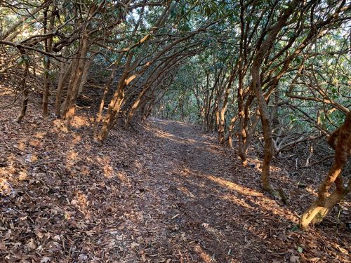 A narrow, leaf-covered path winds through dense trees, illuminated by soft sunlight filtering through the branches.