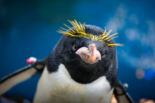 A close-up of a penguin with striking yellow feathers on its head, set against a blue background.