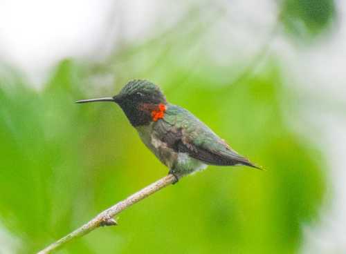 A colorful hummingbird perched on a branch, with vibrant green and red plumage against a blurred green background.