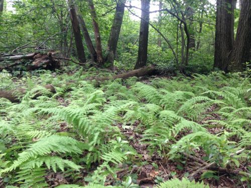 Lush green ferns cover the forest floor, surrounded by trees and fallen logs in a serene woodland setting.