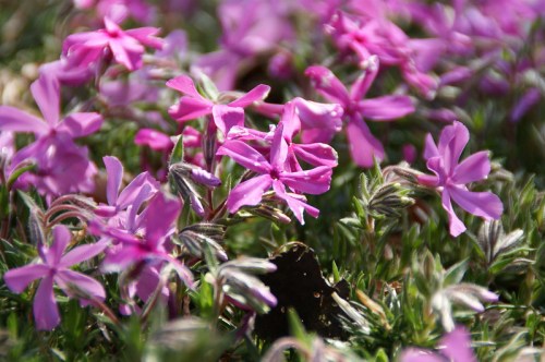 A close-up of vibrant pink flowers blooming among green foliage.