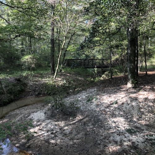 A serene forest scene featuring a wooden bridge over a small creek, surrounded by lush greenery and sandy banks.