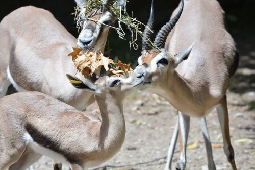 Three antelopes interact playfully, one with leaves on its head, in a natural setting.