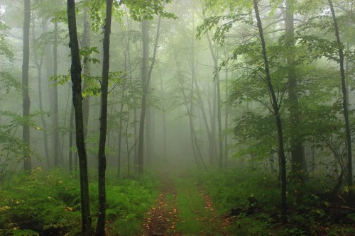 A misty forest path surrounded by tall trees and lush greenery, creating a serene and mysterious atmosphere.