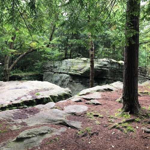 A serene forest scene featuring large rocks, moss-covered ground, and tall trees under a green canopy.