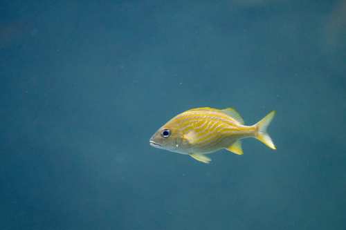 A yellow-striped fish swims gracefully in clear blue water.
