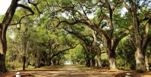 A serene pathway lined with large, leafy trees, leading to a distant white building in a lush, green setting.
