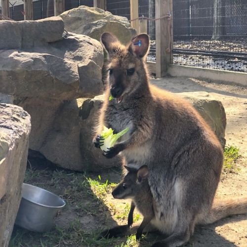 A kangaroo stands near rocks, eating lettuce, while a joey peeks out from its pouch.