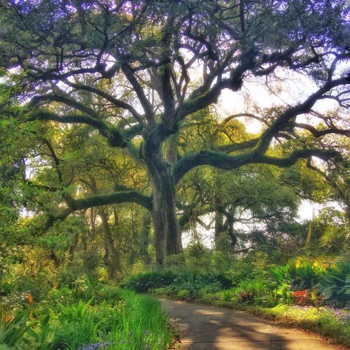 A large, moss-covered tree stands majestically in a lush garden, with a winding path leading through vibrant greenery.