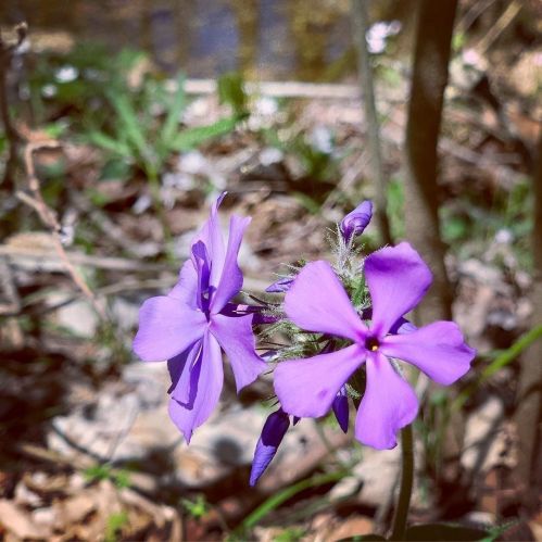 A close-up of delicate purple flowers growing among green leaves and stones, with a blurred background of nature.