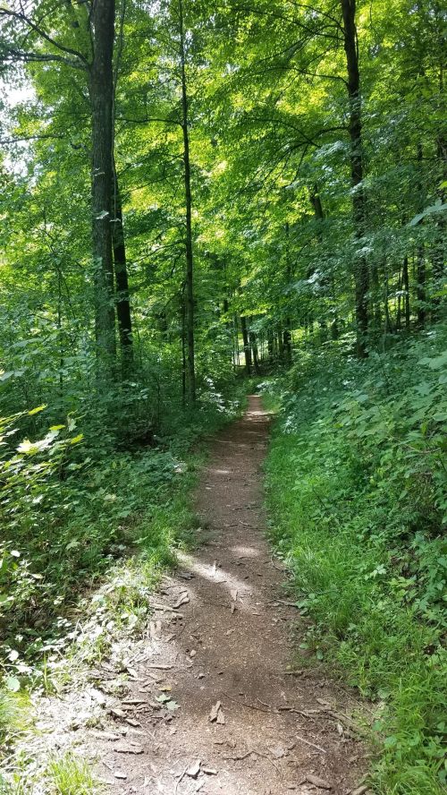 A narrow dirt path winding through a lush, green forest with tall trees and dense foliage on either side.