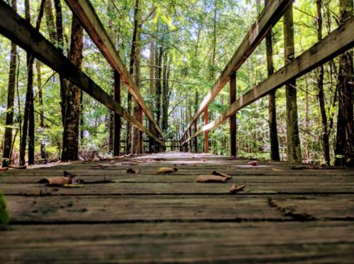A wooden boardwalk leads through a lush, green forest, surrounded by trees and fallen leaves.