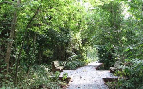 A serene forest path lined with benches, surrounded by lush greenery and dappled sunlight.