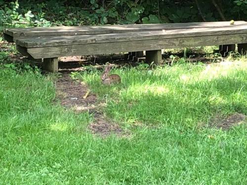 A small rabbit sits in green grass near a wooden platform in a shaded area.