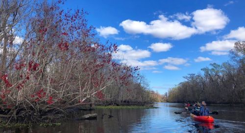 Two kayakers paddle through a calm river surrounded by trees with red blossoms and a blue sky with fluffy clouds.