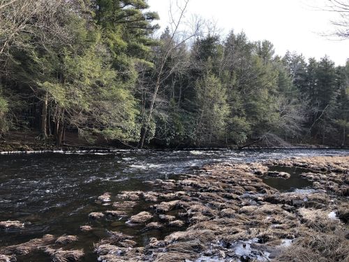 A serene river flows through a forested area, with rocky banks and sparse grass, under a clear sky.