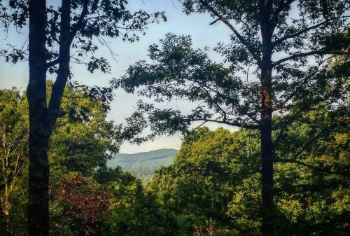 A serene view of green trees framing a distant mountain landscape under a clear sky.