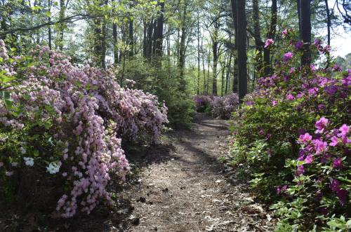 A winding path through a vibrant garden filled with blooming pink and purple flowers, surrounded by trees.