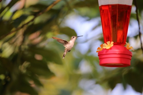 A hummingbird hovers near a red feeder filled with nectar, surrounded by green foliage.