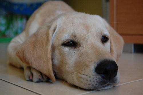 A light-colored Labrador puppy lying on a tiled floor, looking relaxed and content.