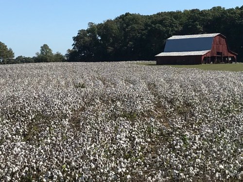 A cotton field in bloom with a red barn in the background and trees lining the horizon under a clear blue sky.