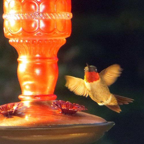 A hummingbird hovers near a bright red feeder, with a blurred green background.
